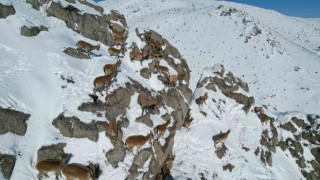 Aladağlarda dağ keçileri drone ile görüntülendi