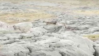 Kozlukta kayalıklarda dağ keçisi görüntülendi