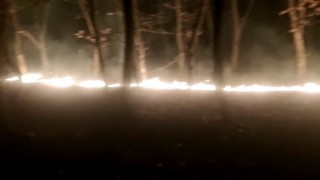 Tekirdağda orman yangını