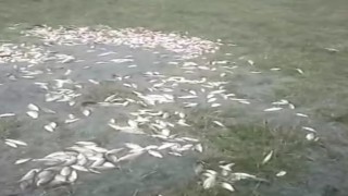 Malatyada sel nedeniyle taşan göldeki balıklar karaya vurdu