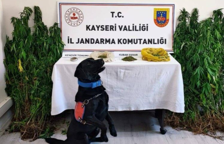 Yasadışı kenevir bitkisi ektiği tespit edilen şüpheliye gözaltı