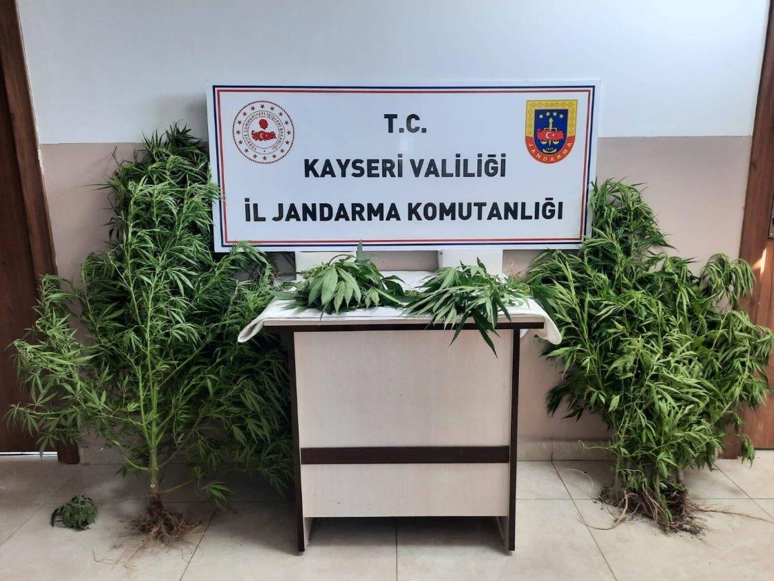 Bahçesinde kenevir yetiştiren şüpheli yakalandı