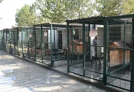 Bakan Yumaklı'dan Belediyelere Sert Uyarı: Sokak Hayvanları İçin Bütçe Ayırmayanlara Suç Duyurusu