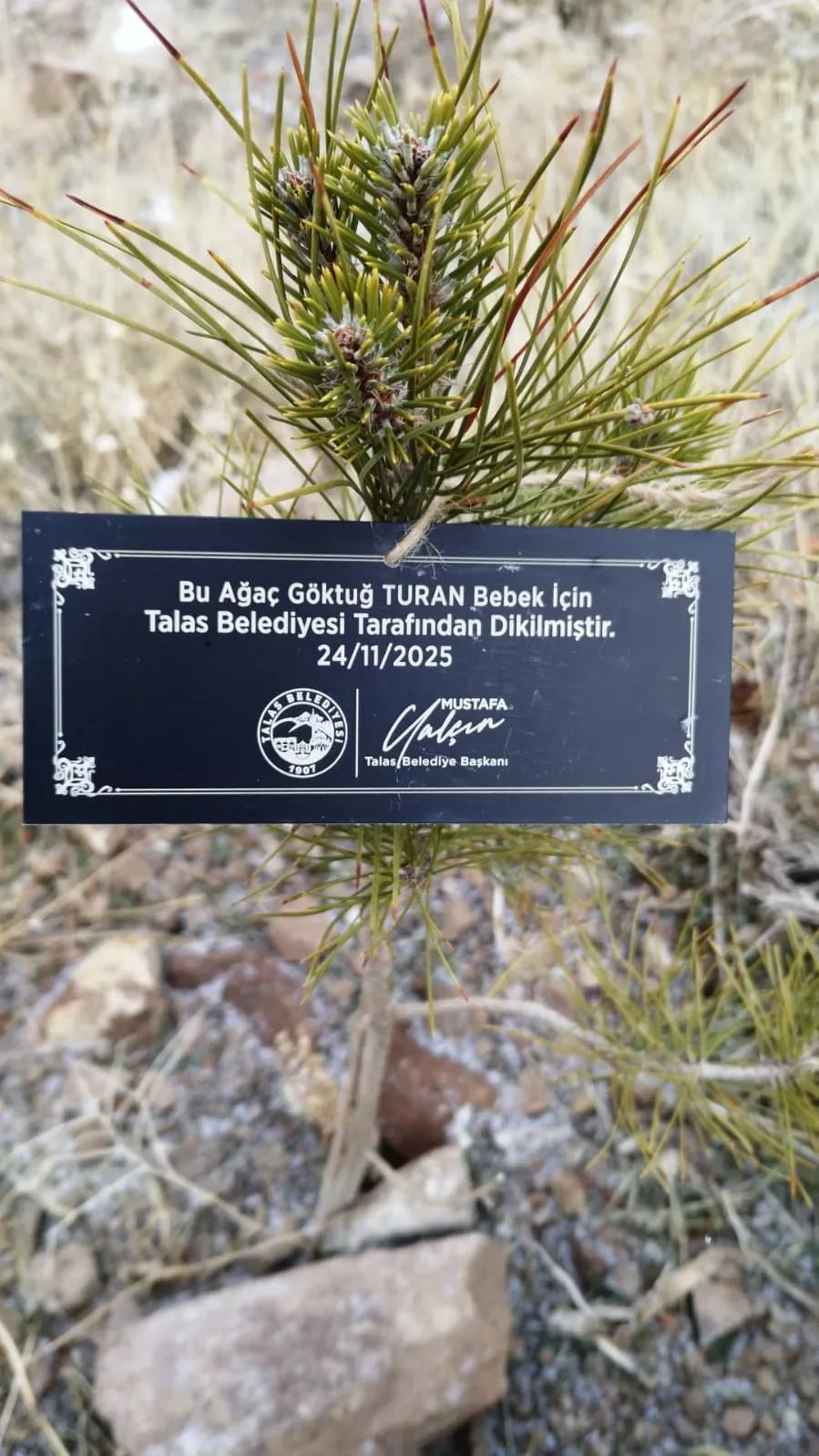 Talas'ta 2025’de doğan 335 bebek için fidan dikildi