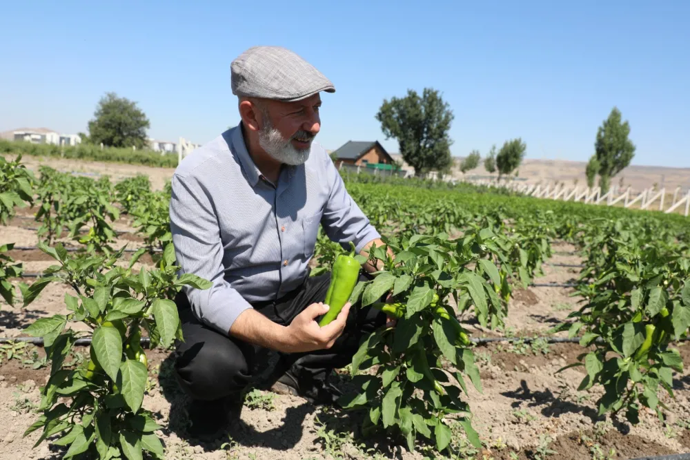 Kocasinan’da üreticiye erkenci kapya biberi tohumu desteği