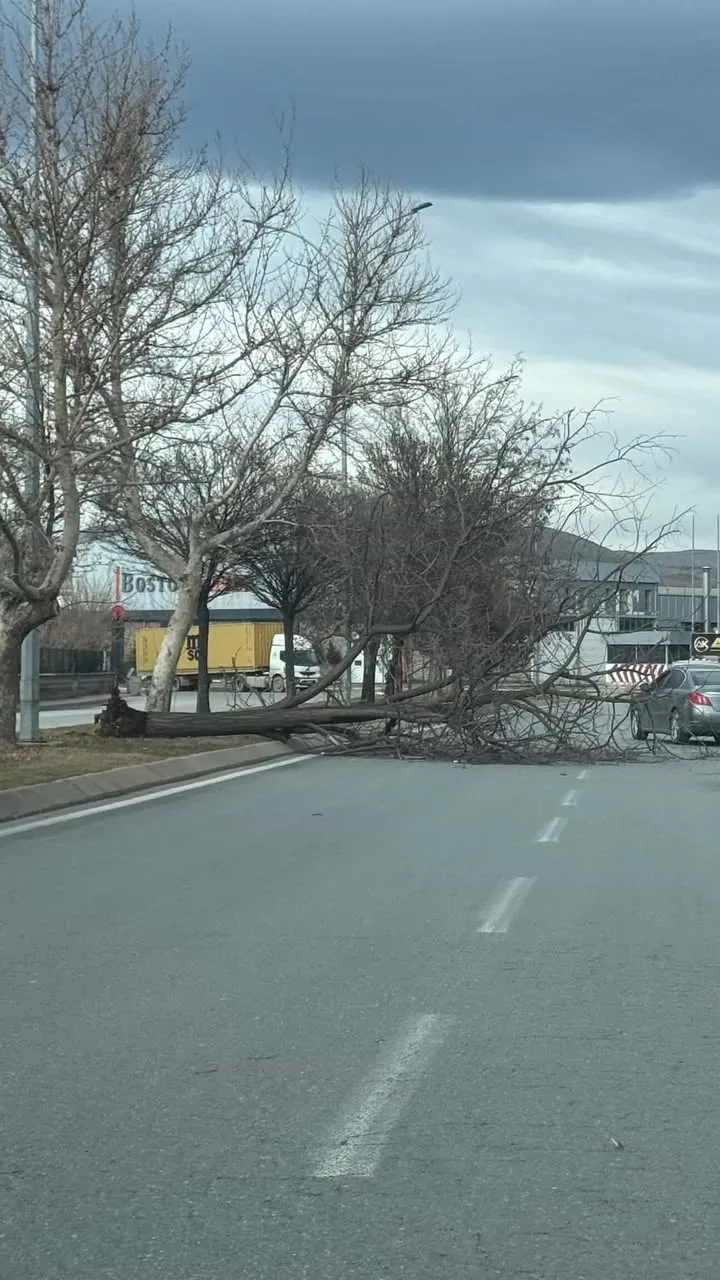 Kayseri’de şiddetli rüzgar ağacı kökünden söktü