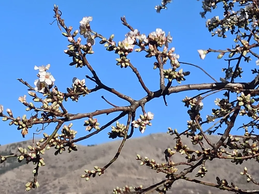 Yahyalı’da badem ağacı şubatta çiçek açtı