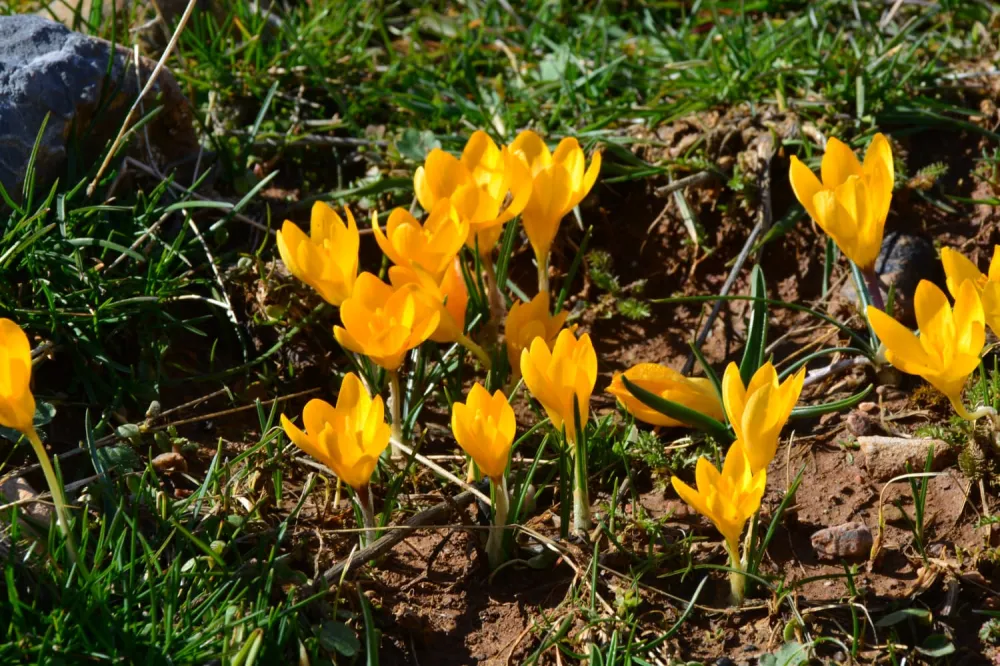 Kayseri'de baharın müjdecisi sarı çiğdemler çiçek açtı