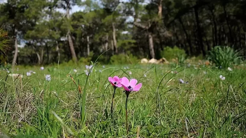 Baharın müjdecisi cemre, toprağa düştü