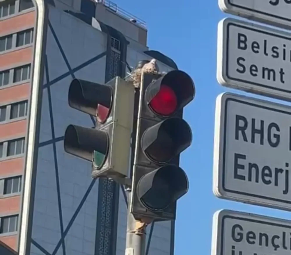 Kayseri’de güvercin, trafik lambasına yuva yaptı