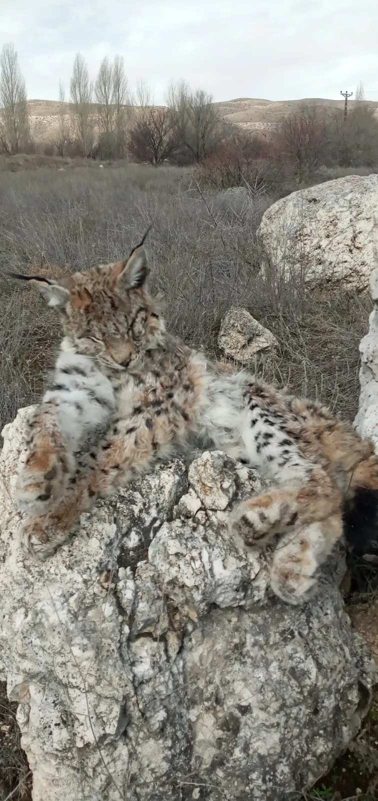 Kayseri'de ölü vaşak bulundu 