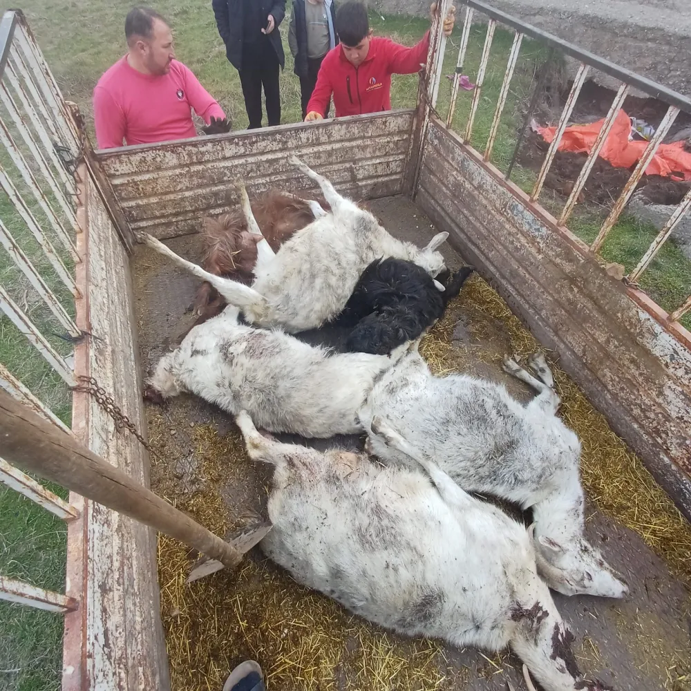 Kayseri'de yabani hayvanların saldırısına uğrayan 6 keçi telef oldu