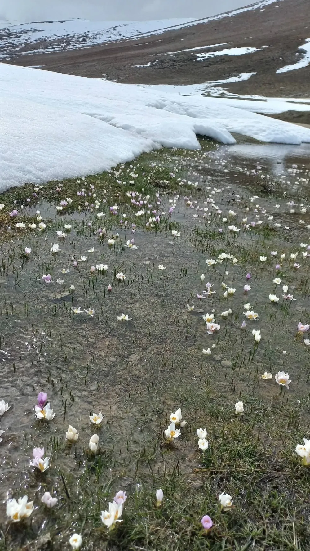 Akkışla’da kar çiçekleri doğayı süsledi