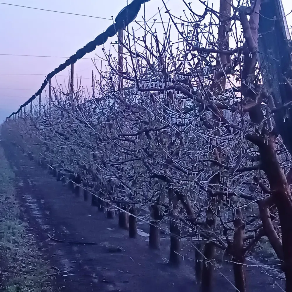 3 ilçede üreticiler zirai dona karşı sprinkler  sistemiyle önlem aldı