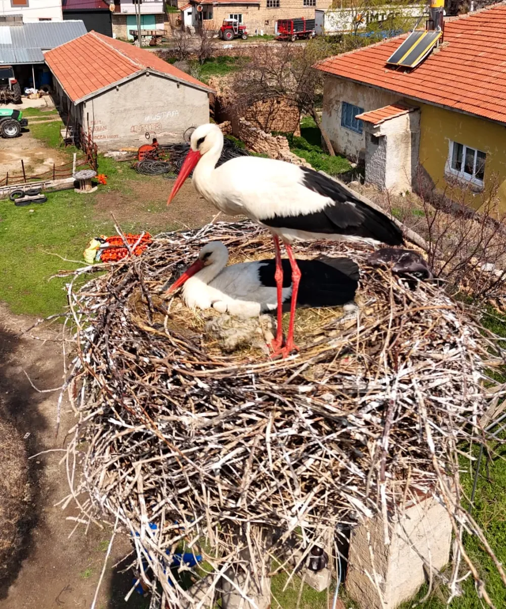 Sarıoğlan’da leylekler yuvalarına döndü