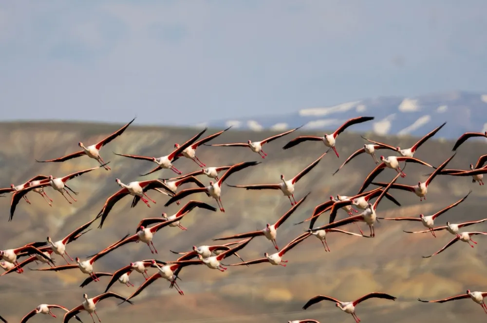 Kayseri’de Flamingolar Yıllar Sonra Tuzla Palas Gölü’ne Döndü